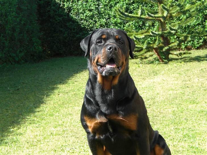 VW Vento Vr6 "Solgt" billede 11