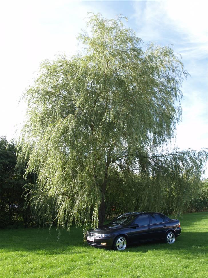 Opel Vectra b billede 9