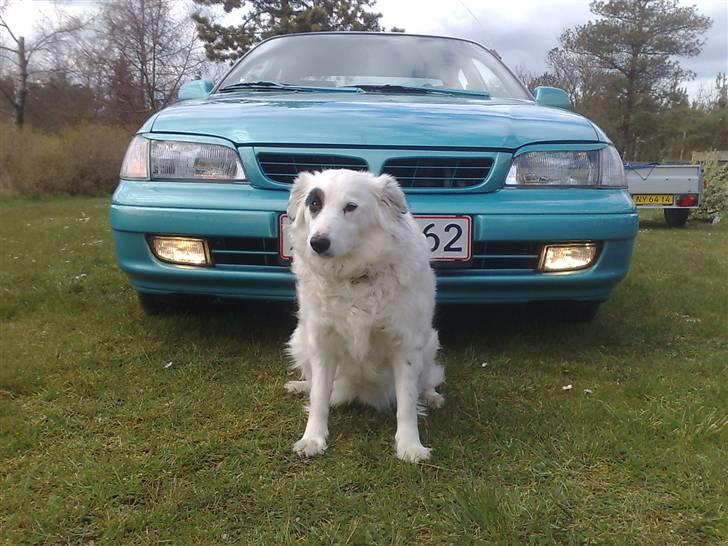 Toyota Carina E - Ny Malet - Her med mine forældres "dræberhund"... billede 13