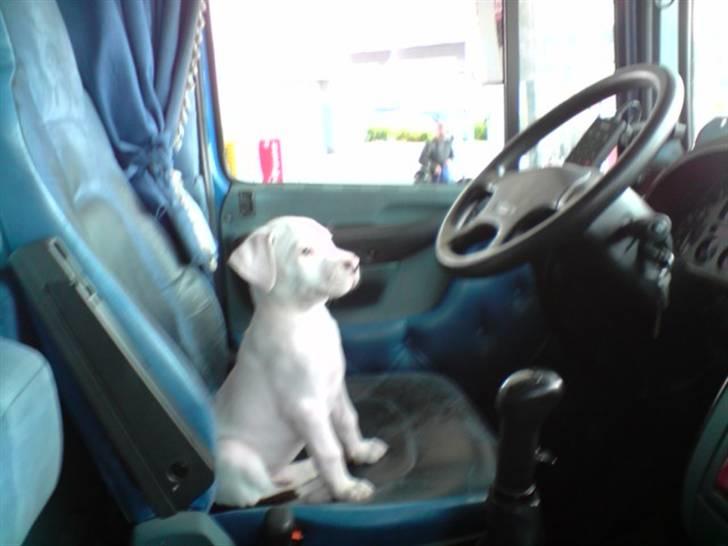 Seat Altea FR SOLGT! Desværre - Her er min lille hund på 11 uger som sidder bag rattet af fars gamle lastbil. billede 7