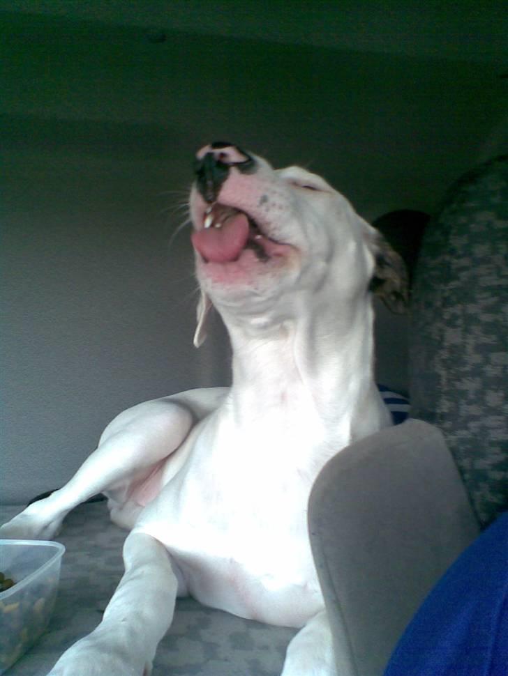 Seat Altea FR SOLGT! Desværre - Billedet taler for sig selv gør det ik? billede 18