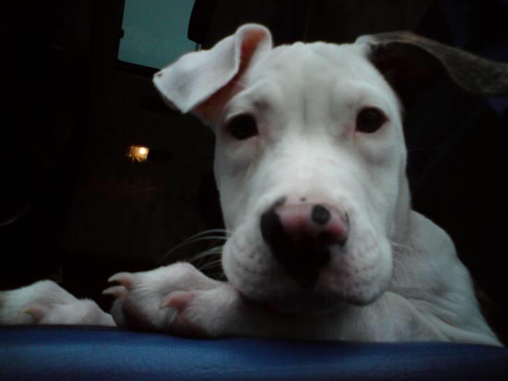 Seat Altea FR SOLGT! Desværre - Min lille hund lidt ældre ca 14 uger smiler. Jeg synes selv at det er et rigtig godt billed af ham billede 19