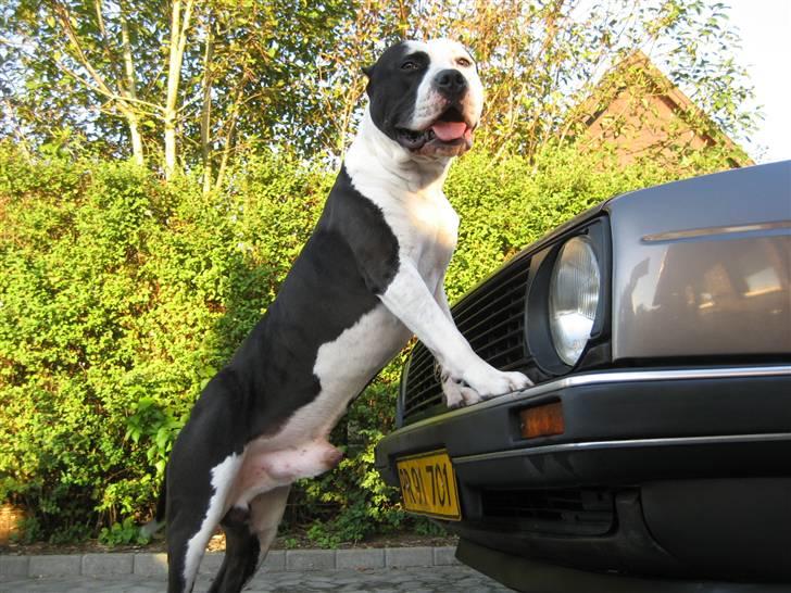 VW Golf II "Nicolai" billede 7