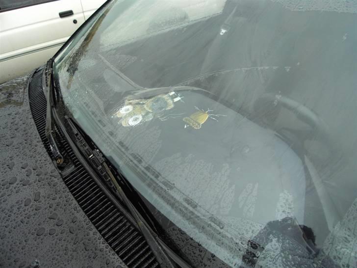 Toyota Corolla (SOLGT) - egeren og nøden fra ice age er air brushed billede 7