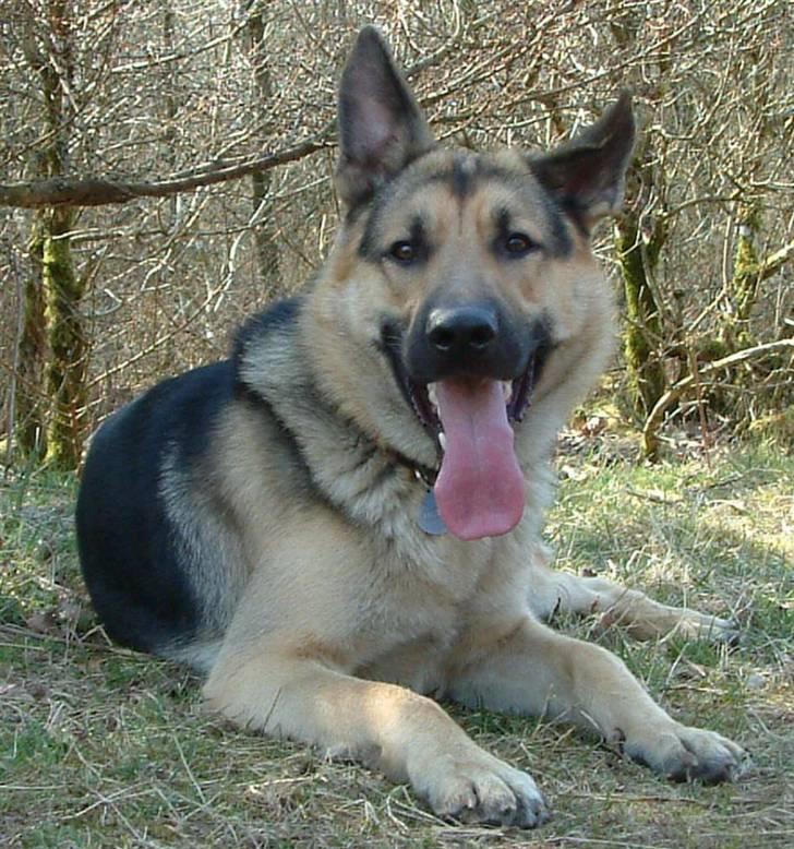 VW TDI GT SPECIAL *SOLGT* - Grunden til at jeg har en bil på gule plader... han er min baby så der skal være god plads til ham... billede 12