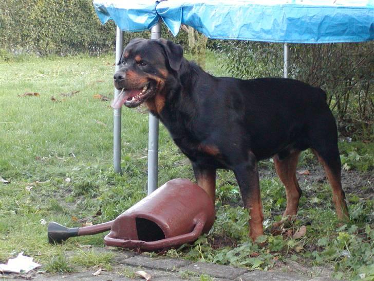 VW Golf GT Special **Solgt** - VAGT  billede 12