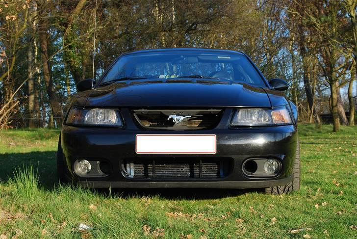 Ford Mustang SVT Cobra - Ond - ik´? billede 2