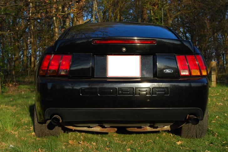 Ford Mustang SVT Cobra billede 3