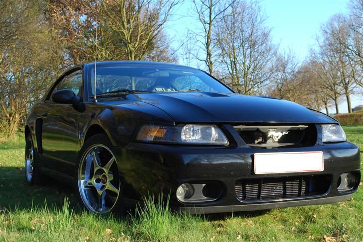 Ford Mustang SVT Cobra billede 4
