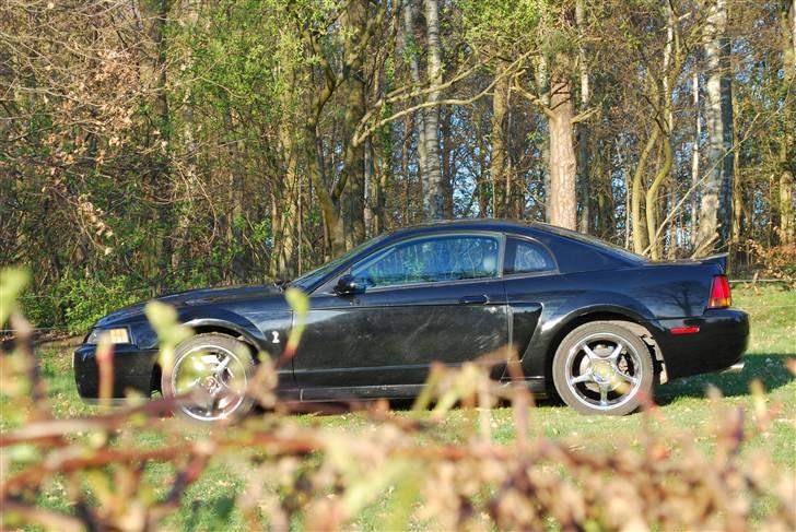 Ford Mustang SVT Cobra billede 6