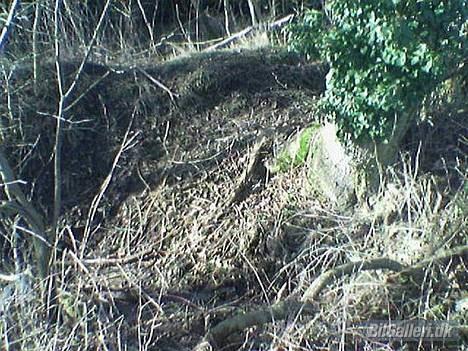 Fiat Punto 60sx (DØD 10/2-05) - Her lå den/jeg så med Bagenden ned i en Å billede 10