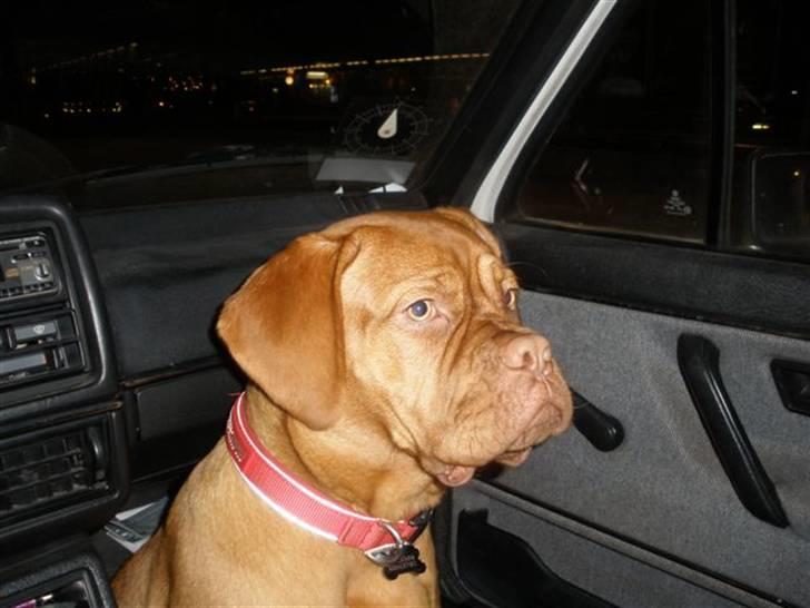 VW Golf II Rat SOLGT - Der passes på bilen. (ikke mig på billedet) billede 12