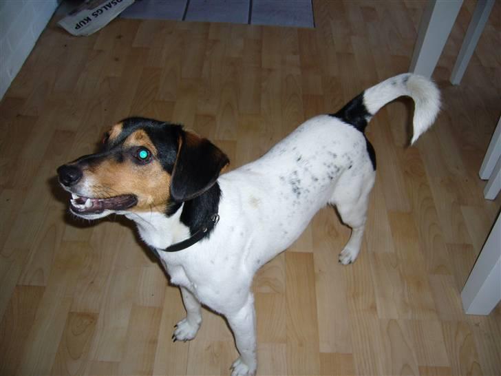 VW Golf 2 D - min lille hund.. billede 19