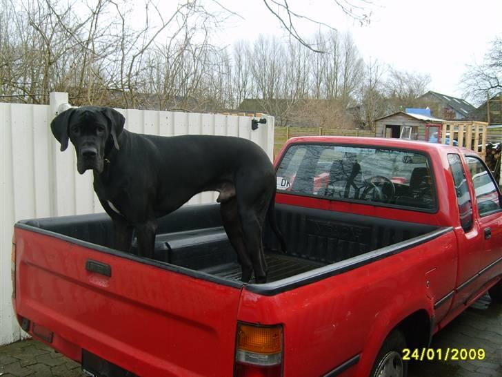 Toyota hilux x cab - det er lig min fars hund der sys den skulle med billede 6