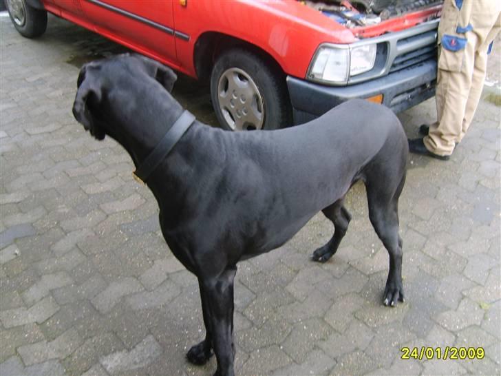 Toyota hilux x cab - her er den igen.. det er en great dane.. grand danois tror jeg det staves billede 9
