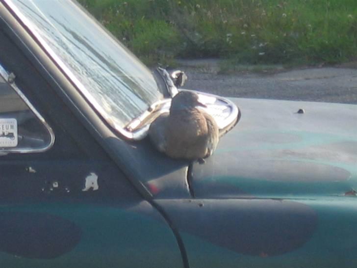 Volvo Amazon billede 6