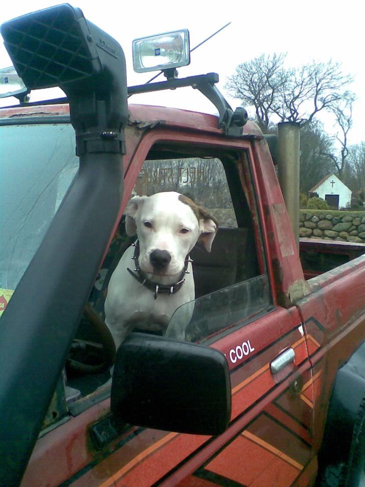 Nissan patrol  x the big truck x billede 7