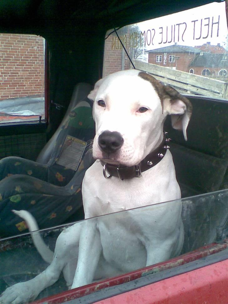 Nissan patrol  x the big truck x billede 8