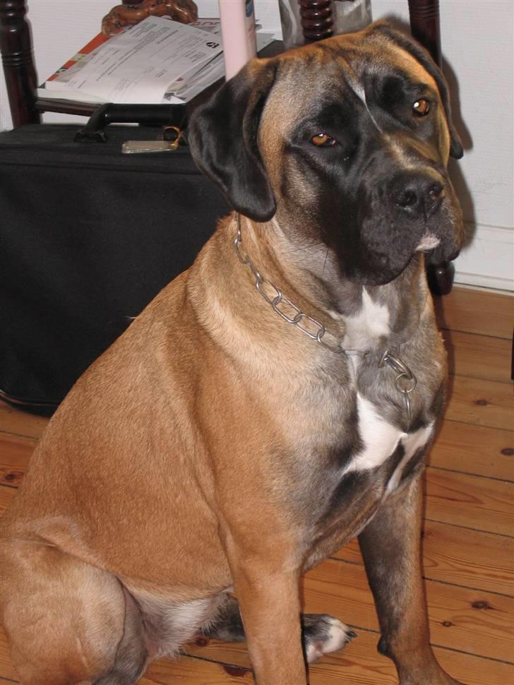 Ford Escort Cab (SOLGT) - Dejlige Frejs. billede 20