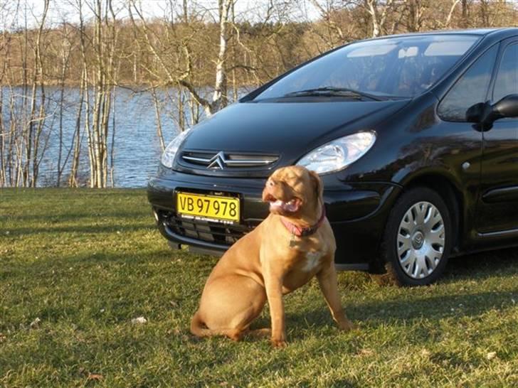 Citroën Xsara Picasso Van SOLGT billede 5