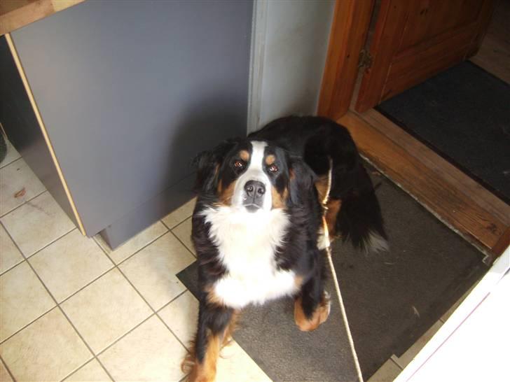 VW golf 3 solgt - min dejlige hund som nesten altid er med :)  billede 9