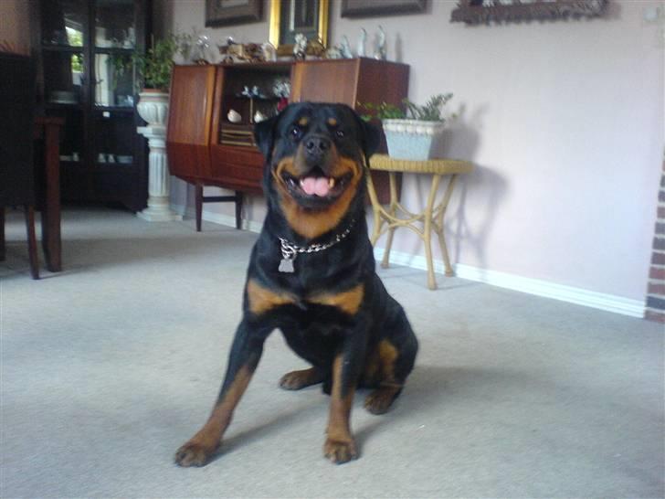 Opel vectra a - min tyvrialaem og co pilot billede 12