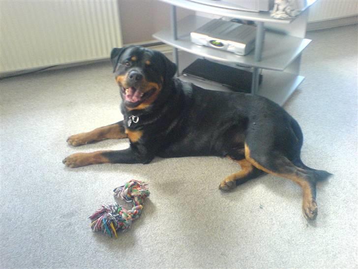 Opel vectra a billede 13