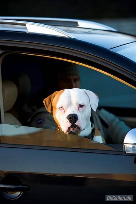 VW Touran 2.0 TDI DSG *SOLGT - Fars smukke dreng billede 3