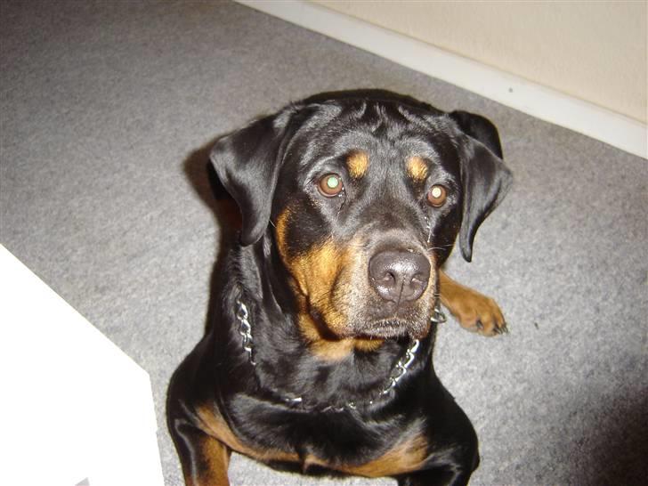 Opel Vectra B St.c Solgt - Min tyveri sikring billede 13