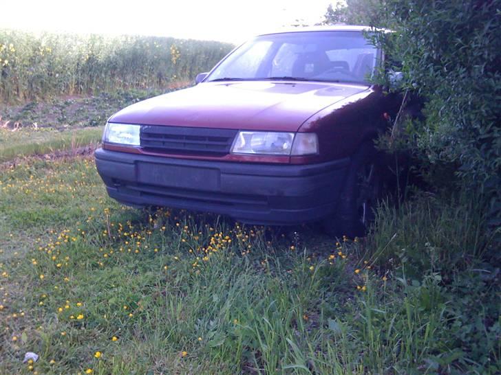 Opel Vectra - parkeret lige op af hundegården. billede 3