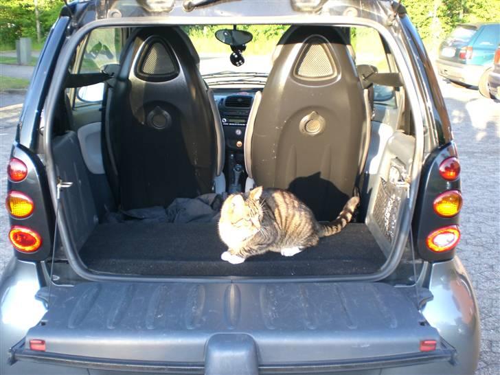 Smart Fortwo 0,8 cdi "solgt" - Katten kan i det mindste godt lide min bil... billede 13