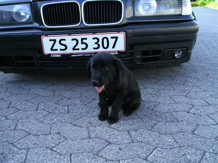 BMW E36  billede 13