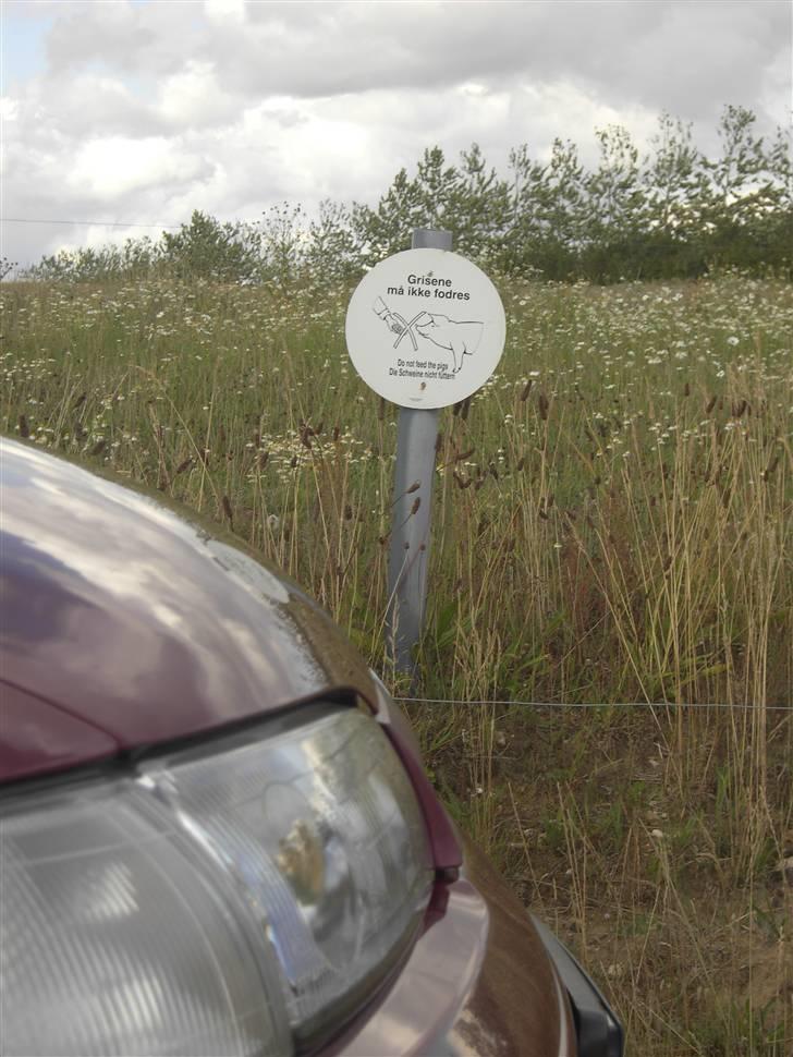 Mazda 626 GLXi - Grisene må ikke fodres syntes det var lidt sjovt billede 19