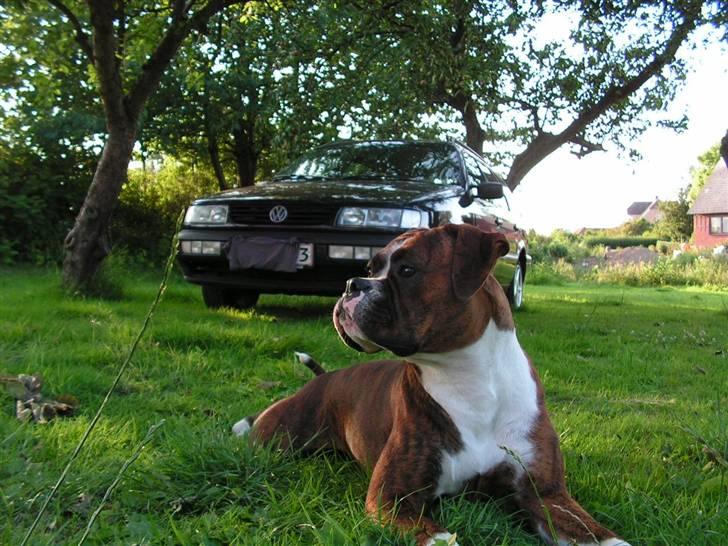 VW Passat CL Stc. billede 20