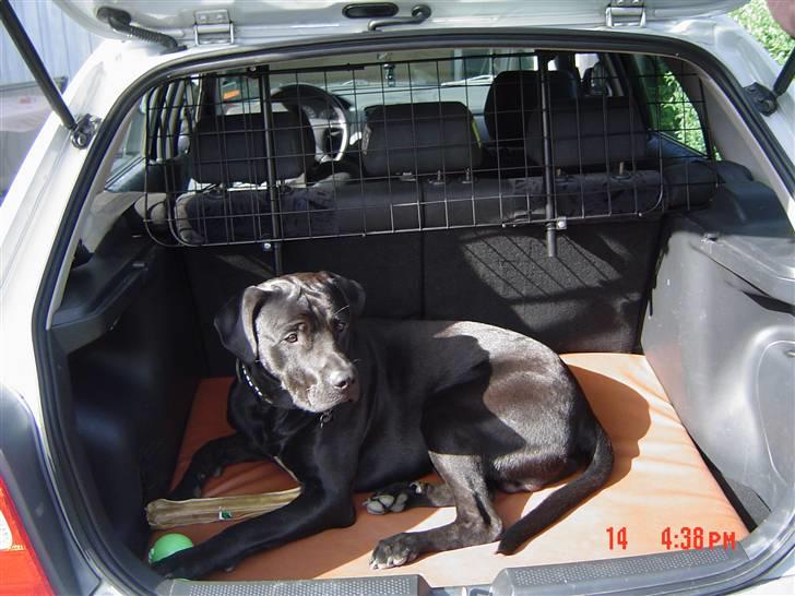 Mazda 323 F BJ 2.0 DITD - SOLGT - Hunden bagi billede 17