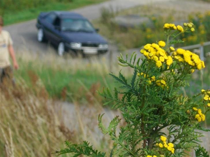 Audi coupe gt billede 18
