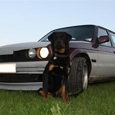 BMW E30 324d - solgt