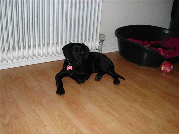 Opel corsa a gsi  Solgt - min lille freja  billede 20