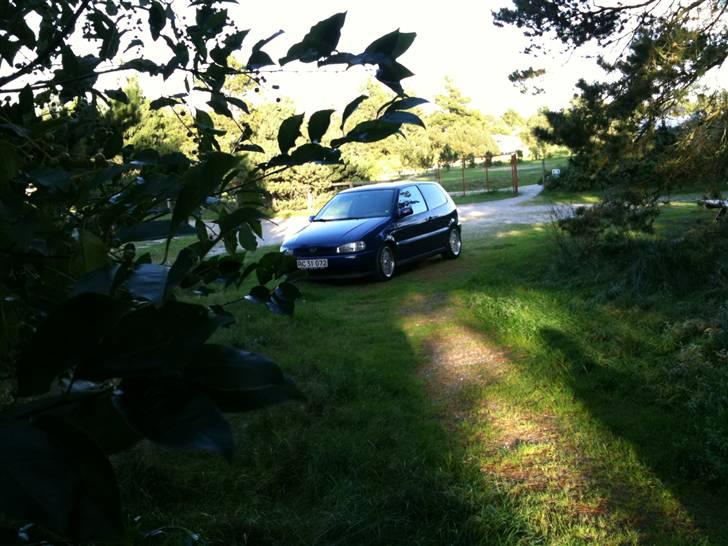 VW Polo 6n,Læder,Xenon,hård billede 7