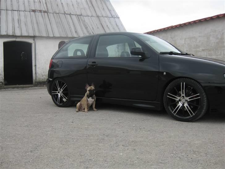 Seat Ibiza Cupra - Min egen lille vagthund, hvis nogen nu skulle blive fristet.. billede 3