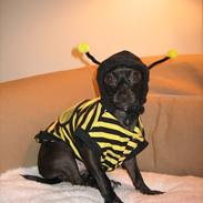 Dodge Ram 1500 rumble Bee