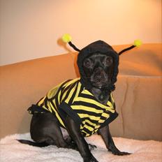 Dodge Ram 1500 rumble Bee