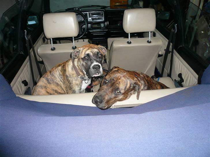 VW Golf 1 cabriolet  - vores dejlige kære hunde... billede 6