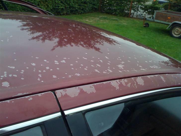 Toyota Camry 2,2 GL  - Boble Boble :( nedder , men blir omlakeret billede 15