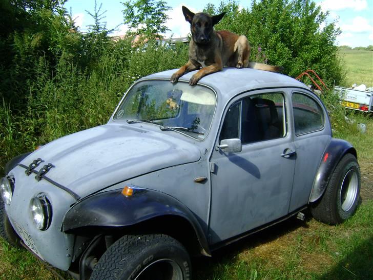 VW 113 / Baja  ***SOLGT*** - muggen malle på taget... billede 5