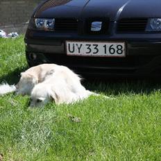 Seat Leon TDI Sport/Stella TIL SALG