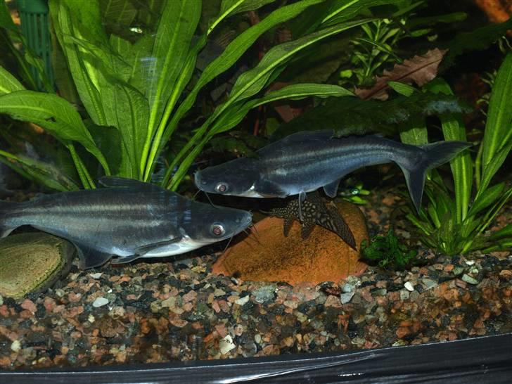 Peugeot 306 champion billede 11