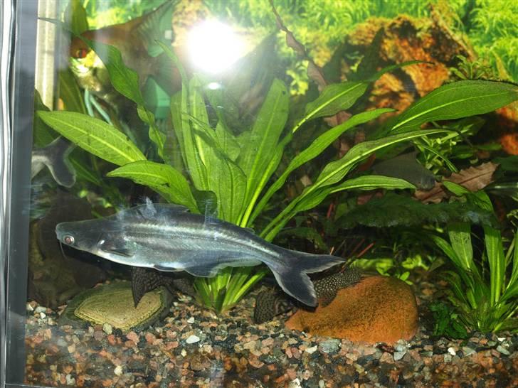 Peugeot 306 champion billede 12