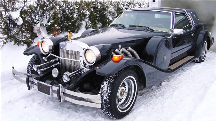 Amerikaner Zimmer Golden Spirit billede 1