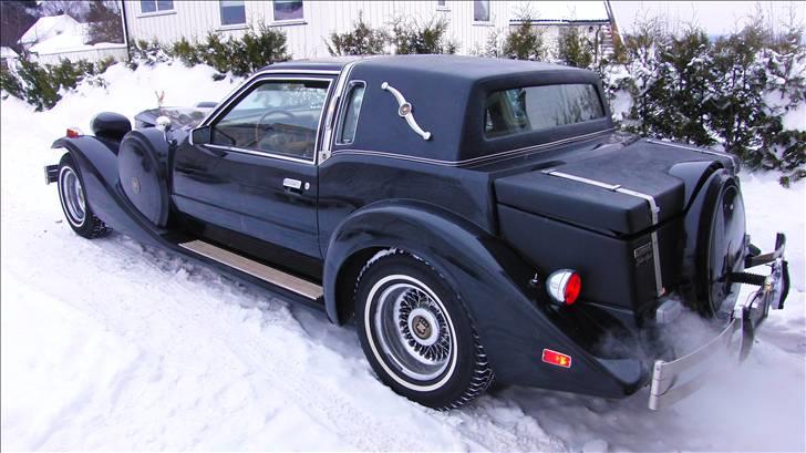 Amerikaner Zimmer Golden Spirit billede 2